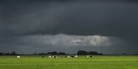 L'air menaçant avec les vaches dans le dernier rayon de soleil par Harrie Muis Aperçu