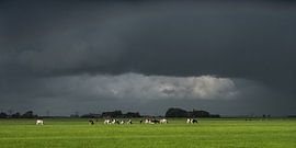 Dreigende lucht met koeien in het laatste straaltje zonneschijn van Harrie Muis