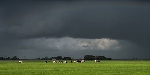 Bedrohliche Luft mit Kühen im letzten Sonnenstrahl