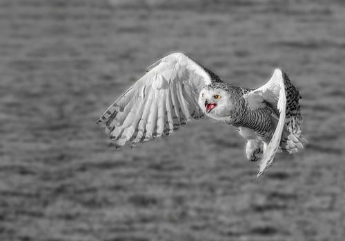 Schneeeule in Schwarz und Weiß mit farblich abgesetzten Augen und Schnabel