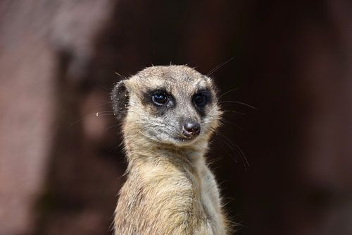 Un suricate curieux : Gros plan sur un animal vigilant du désert