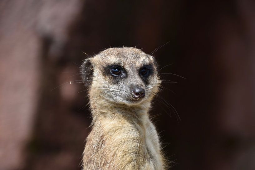 Ein neugieriges Erdmännchen: Nahaufnahme eines aufmerksamen Wüstentiers von Beelden van Bo