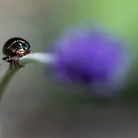A Rosemary beetle with a hint of lavender by Annika Westgeest Photography