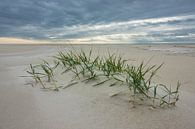 Strand an der Nordseeküste auf der Insel Amrum van Rico Ködder thumbnail