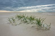 Strand an der Nordseeküste auf der Insel Amrum par Rico Ködder Aperçu