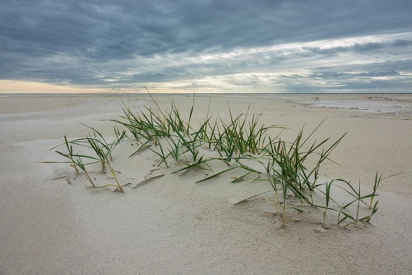 Strand an der Nordseeküste auf der Insel Amrum von Rico Ködder