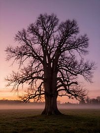 Arbre solitaire sur Kristin M