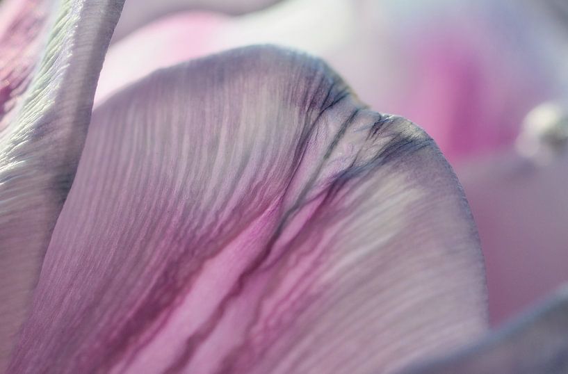Tulipe par Hans Heemsbergen
