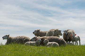 Lente in Groningen von Gerry van Roosmalen