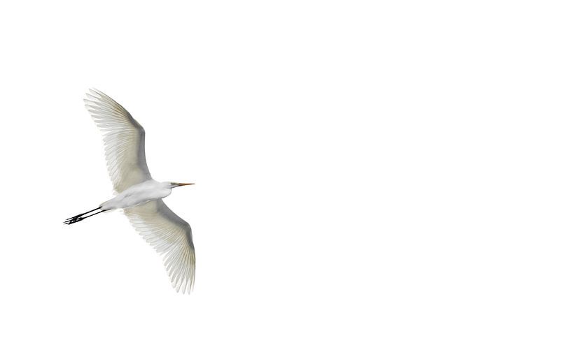 Grote Witte Zilverreiger ( Ardea Alba ) van Leny Silina Helmig