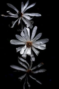 trio de fleurs de magnolia en fleur sur Ribbi