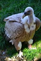 A (tame) vulture in GaiaZOO Kerkrade