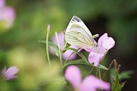White Butterfly