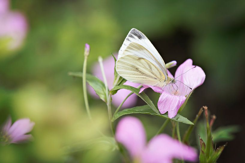 Witte vlinder van Lonneke Prins