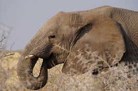 Olifant in de bush by Erna Haarsma-Hoogterp