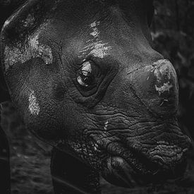 The Indian rhinoceros by Wouter Kramer