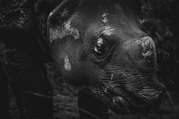 Das indische Rhinozeros