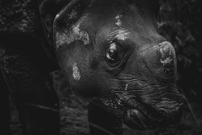 Das indische Rhinozeros von Wouter Kramer