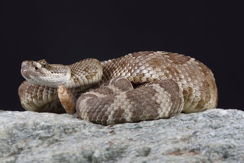 Crotale des prairies (Crotalus viridis) par Ronald Pol