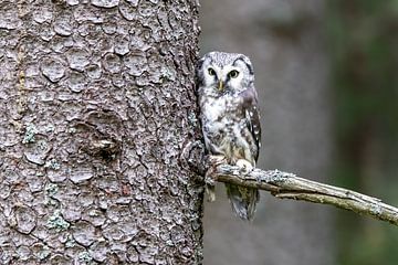 De uil van Tengmalm op een boom in het bos van Teresa Bauer