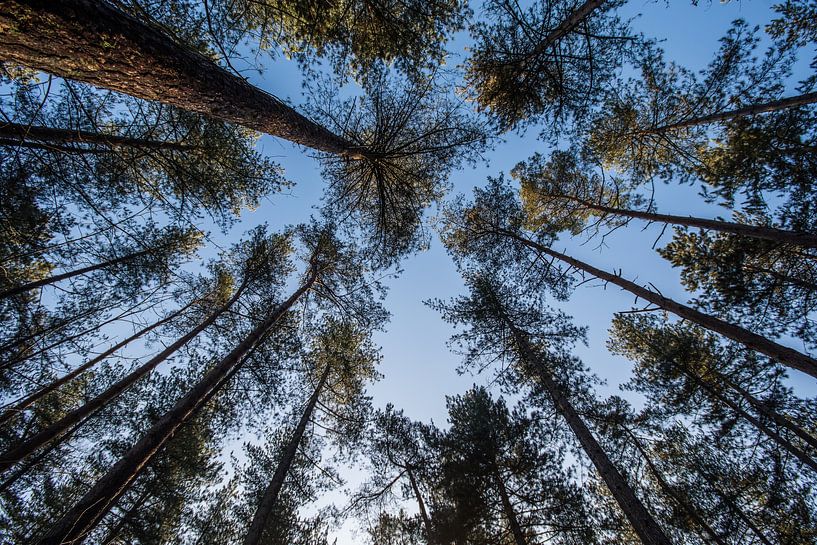 up by Bart Liesenborgs
