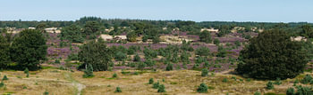 Flowering heather on the Aekingerzand