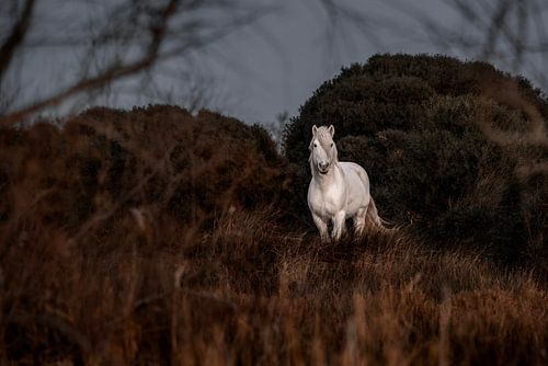 Cheval blanc rayonnant dans un paysage sauvage