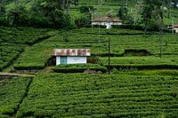 Teefelder in Sri Lanka
