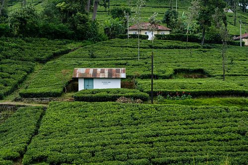 Champs de thé au Sri Lanka