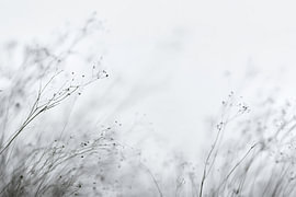 De délicates herbes dans la brume blanche sur Skyfall Iconics