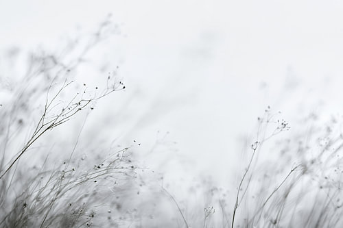 De délicates herbes dans la brume blanche