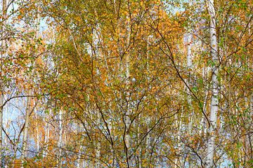 Heldere berkenbomen in de herfst
