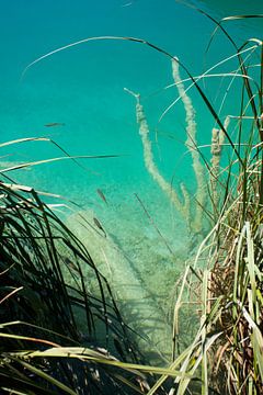 SWIM WITH THE FISHES by Sander van der Veen