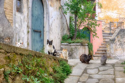 Katten in een pittoresk steegje op Corfu