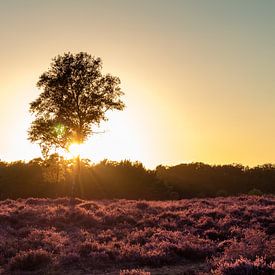 Arbre sur la lande au coucher du soleil sur Evelyne Renske