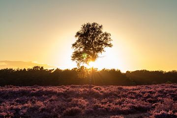 Tree on heath at sunset by Evelyne Renske