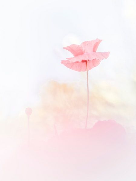 Unlocked flowers by Bob Daalder