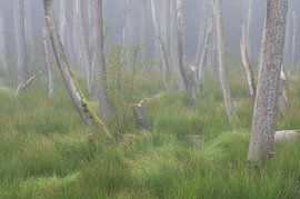 Fog in the alder swamp by Rolf Schnepp