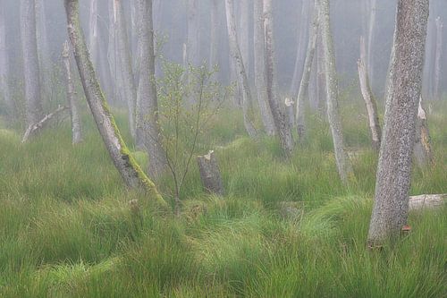 Fog in the alder swamp