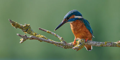 IJsvogel - Concentratie
