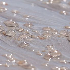 Seestachelbeeren am Strand von Marc Heiligenstein