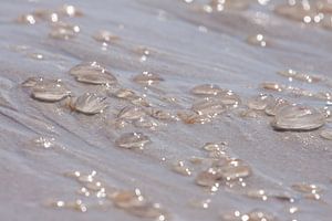 Kruisbessen op het strand