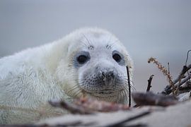 Grey Seal Howler Helgoland Island Germany by Frank Fichtmüller