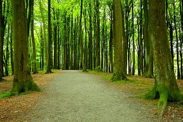 Waldweg im Mai von Ostsee Bilder