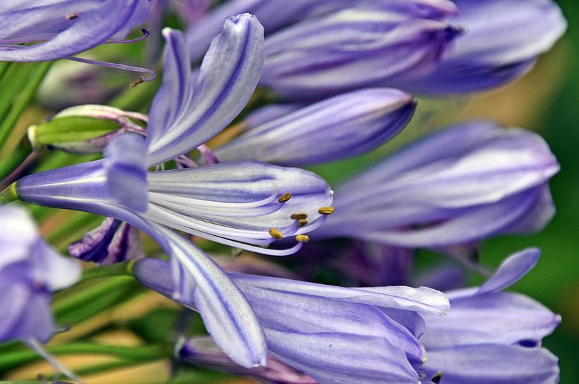 une fleur bleue de lys africain décoratif par Werner Lehmann
