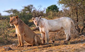 Witte leeuwin in het Kruger National Park in Zuid-Afrika, wildlife