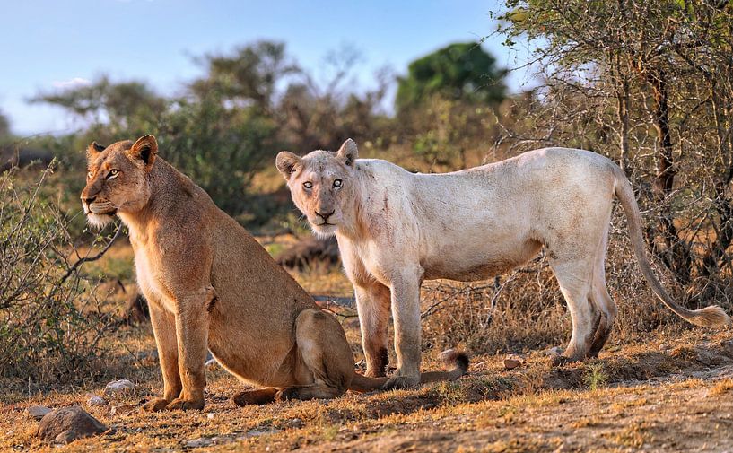 Weiße Löwin im Kruger Nationalpark in Südafrika, wildlife von WiWo