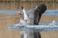 Gans