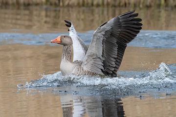 Goose by Merijn Loch