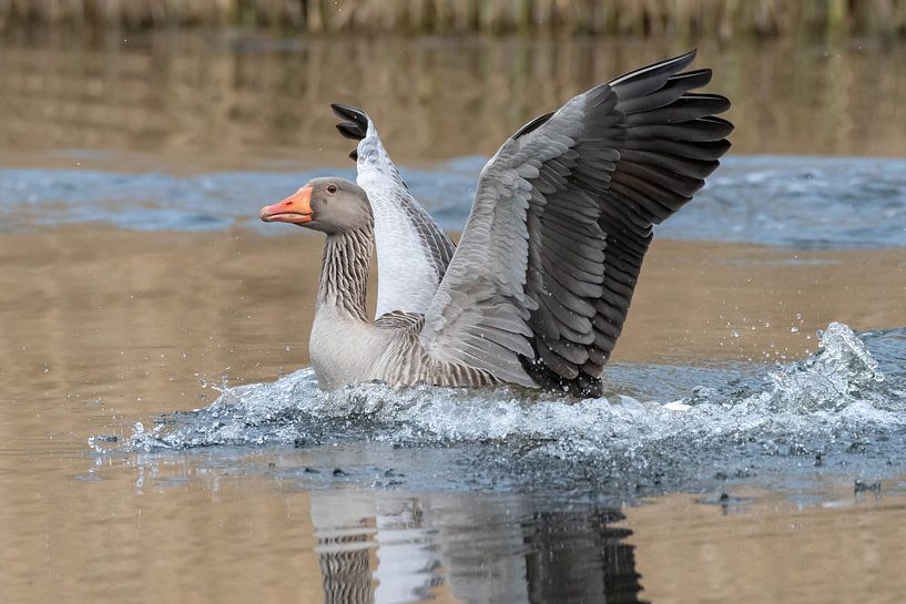 Gans van Merijn Loch